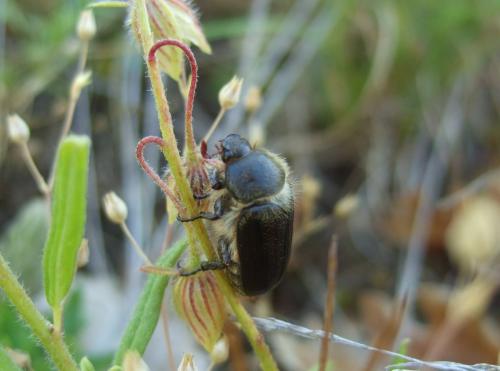 Amphimallon atrum