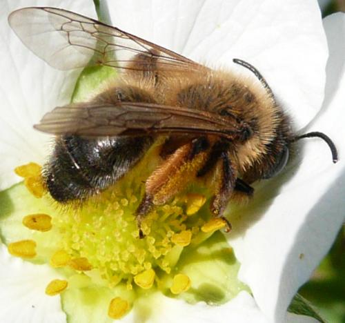 Andrena nigroaenea