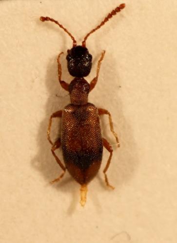 Réf. 40 110 : Endomia unifasciata
