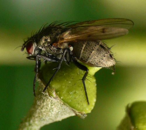 Réf. 40 620 : Anthomyia liturata