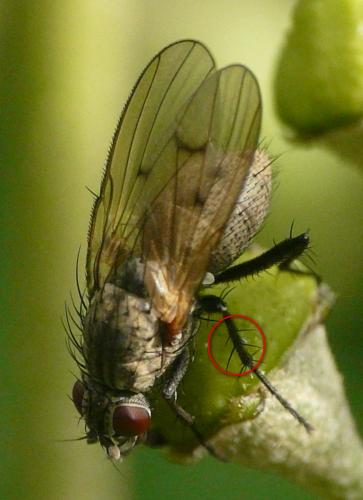 Réf. 40 642 : Anthomyia liturata