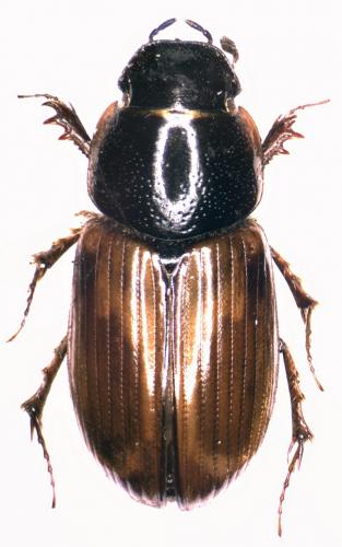 Melinopterus tingens