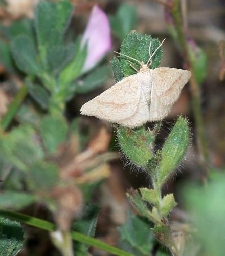 Réf. 40 337 : Aplasta ononaria