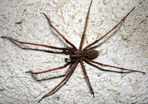 Tegenaria sp.