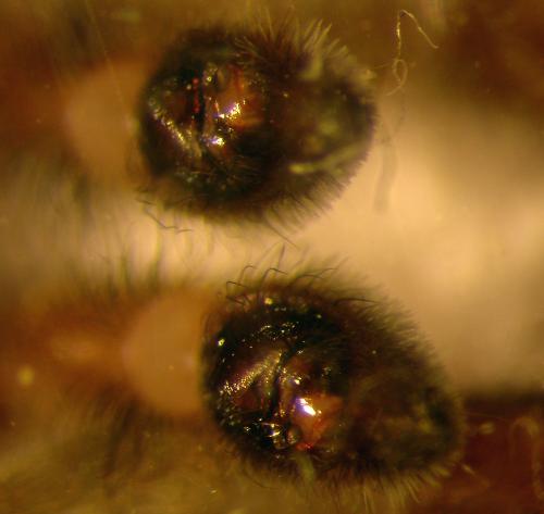 Arctosa villica