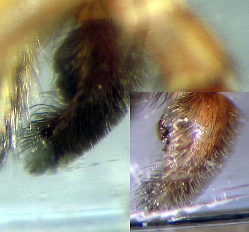 Arctosa villica
