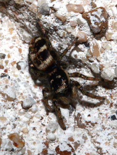 Réf. 40 664 : Salticus sp.
