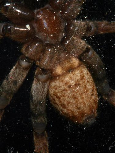 Arctosa villica