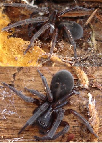 Amaurobius ferox