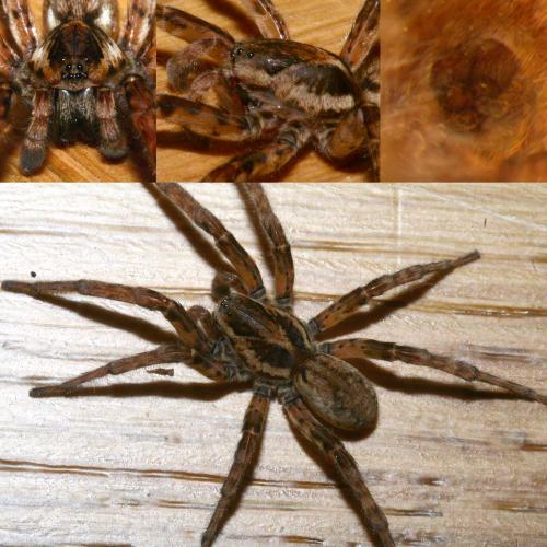 Arctosa villica