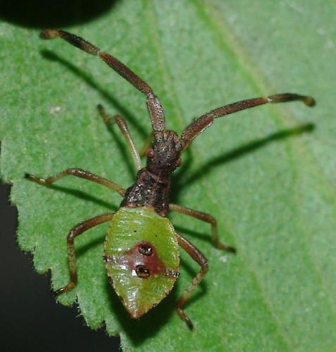 Gonocerus acuteangulatus