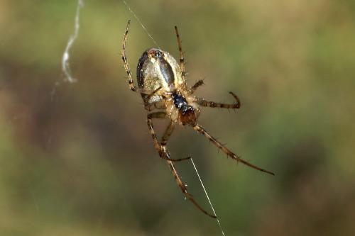 Metellina sp.