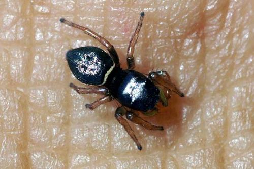 Heliophanus sp.