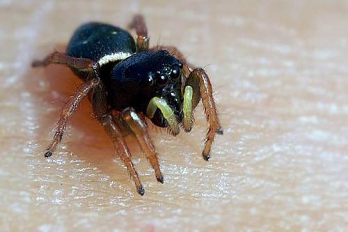 Réf. 40 920 : Heliophanus sp.