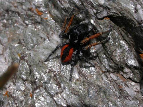 Philaeus chrysops