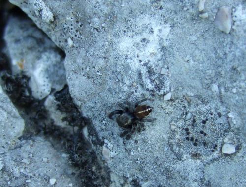 Pellenes tripunctatus