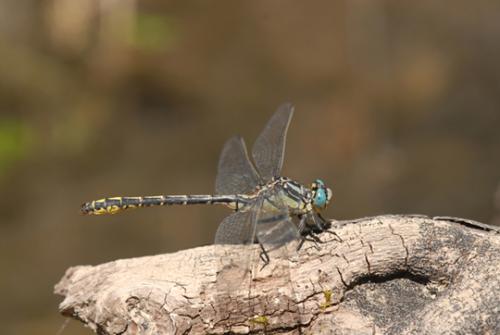 Gomphus graslinii