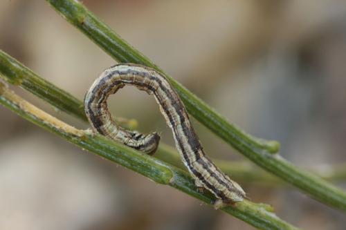 Réf. 40 061 : Aspitates gilvaria