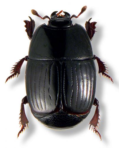 Atholus duodecimstriatus duodecimstriatus