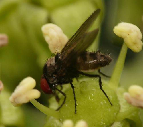 Azelia nebulosa