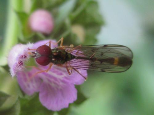 Baccha elongata