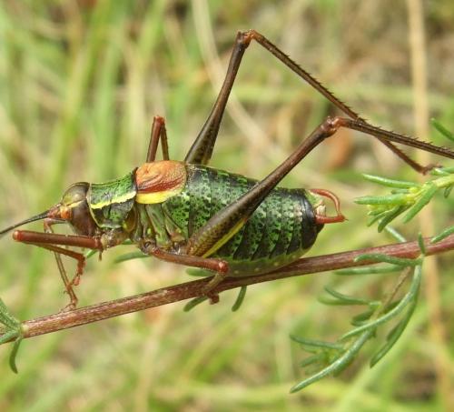 Barbitistes serricauda