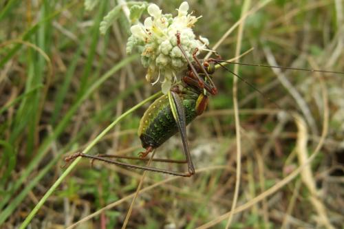 Barbitistes serricauda