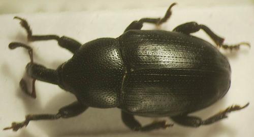 Réf. 40 662 : Malvaevora timida