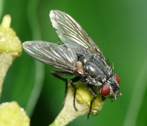 Réf. 40 703 : Bellardia sp.