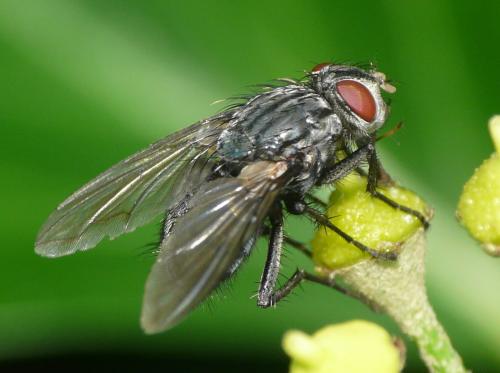 Réf. 40 704 : Bellardia sp.