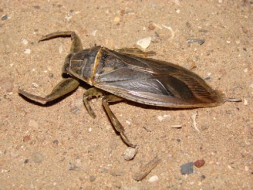 Lethocerus cordofanus