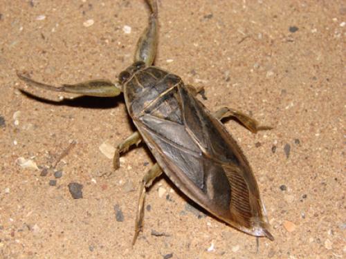 Réf. 40 510 : Lethocerus cordofanus