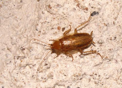 Réf. 40 299 : Ectobius pallidus