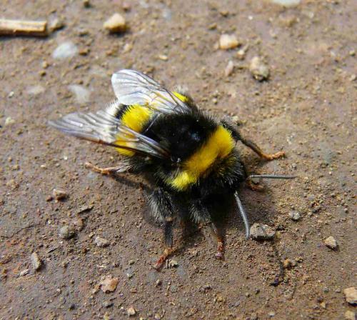 Bombus sp.