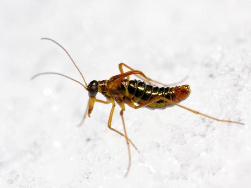 Boreus hyemalis