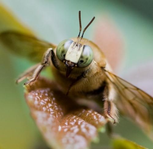 Réf. 40 207 : Xylocopa collaris