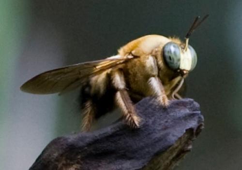 Xylocopa collaris