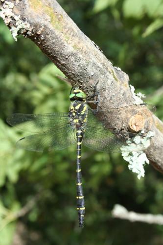 Réf. 40 350 : Cordulegaster bidentata