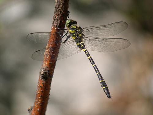 Cordulegaster boltonii