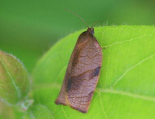Cacoecimorpha pronubana