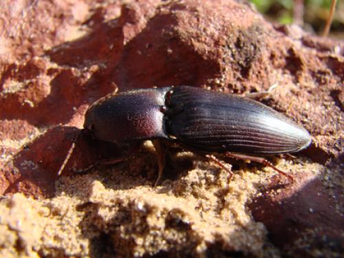 Réf. 40 306 : Lanelater notodonta