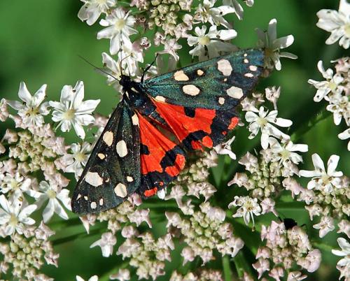 Réf. 40 408 : Callimorpha dominula