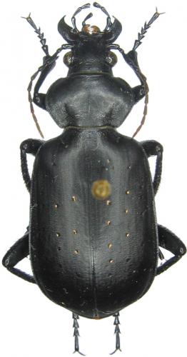 Réf. 40 586 : Calosoma maderae