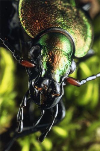 Carabus cancellatus
