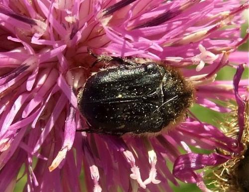 Réf. 40 279 : Tropinota sp.