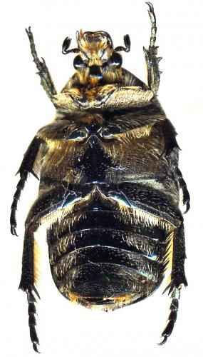 Réf. 40 422 : Potosia cuprea