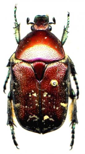 Réf. 40 421 : Potosia cuprea