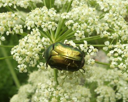 Cetonia aurata aurata