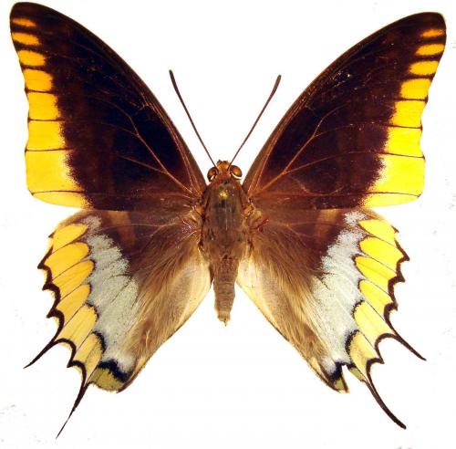 Charaxes jasius epijasius