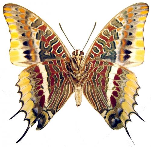 Réf. 40 892 : Charaxes jasius epijasius